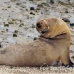 lion_sea_galapagos_san_h_0063_ecu2260.jpg